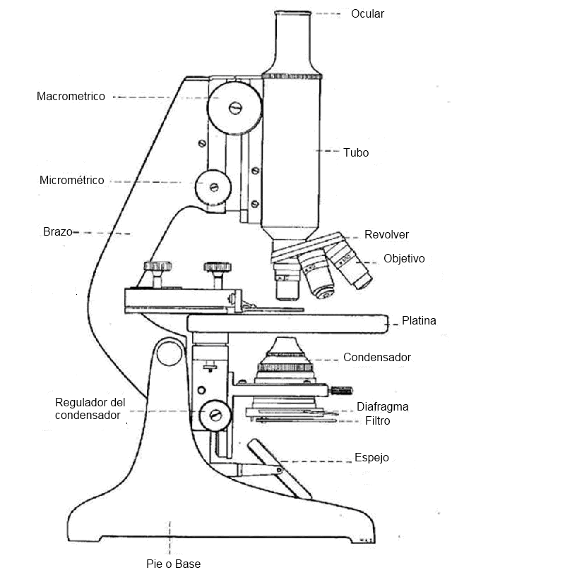 Las principales partes microscopio y funciones