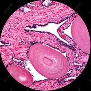 Muestras de microscopio trinocular