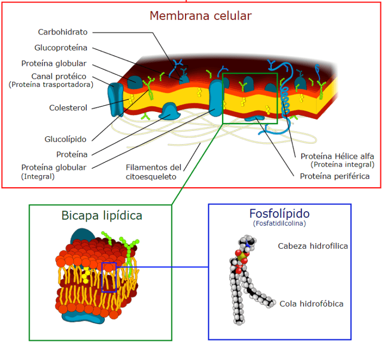 Partes de la membrana celular