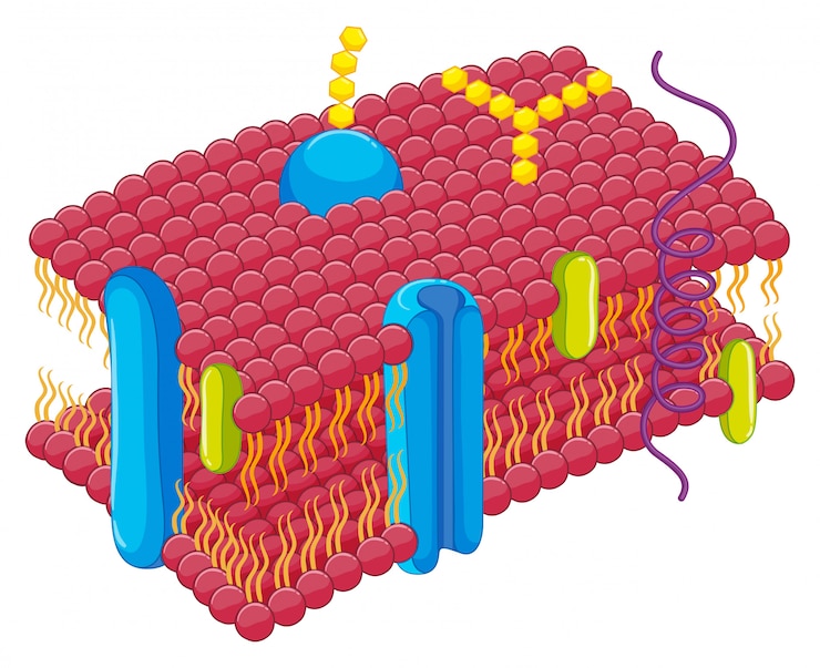 Membrana plasmatica